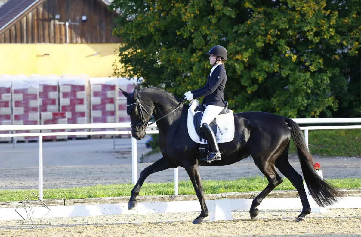 Schöne Nacht, Trakehner Stute – Bild 2