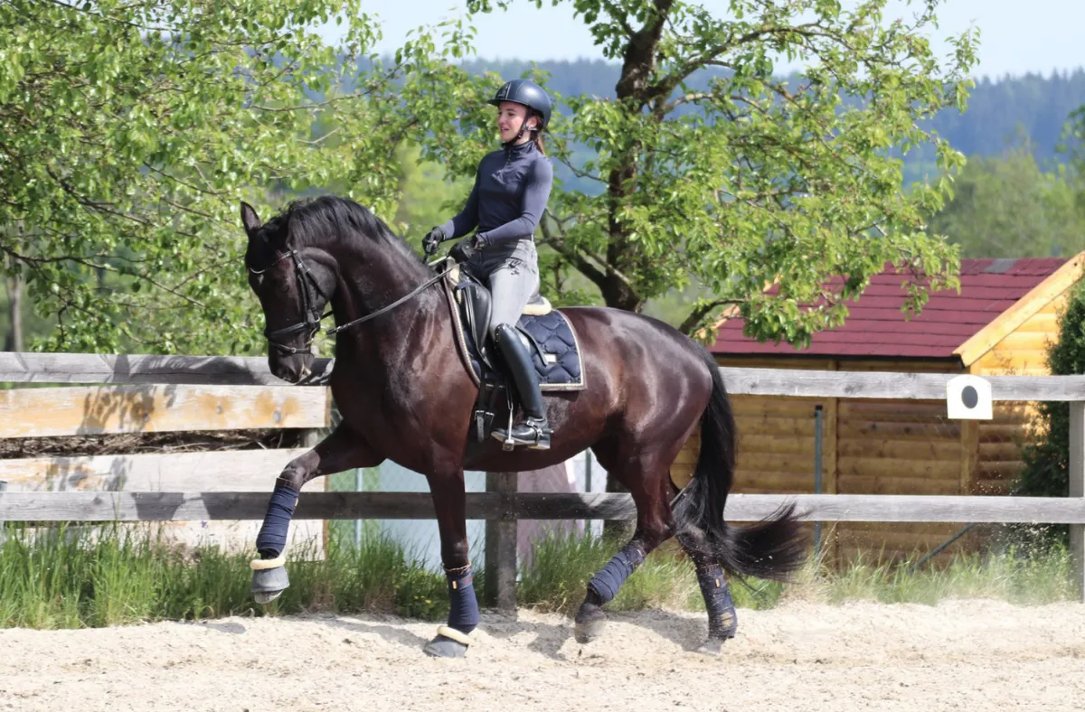 Schöne Nacht, Trakehner Stute – Bild 3