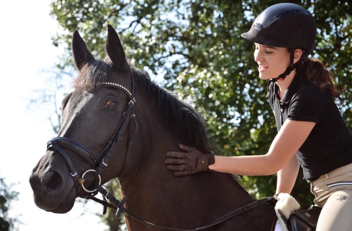 Schöne Nacht, Trakehner Stute – Bild 4