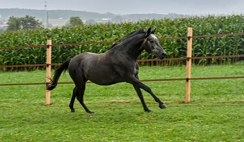 mistral