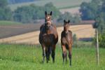 Gwyneth mit Fohlen Goldwyn von Schwarzgold