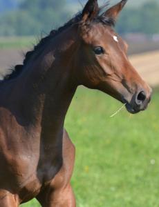 Goldwyn August 2016 2